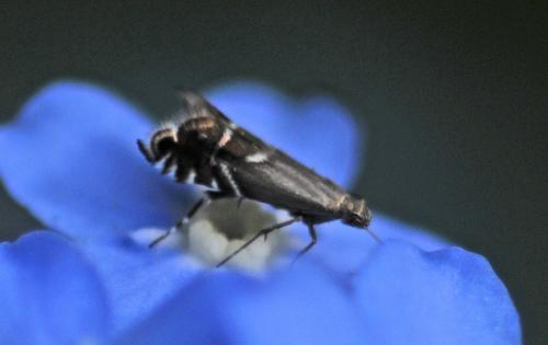 Réf. 256 555 : Glyphipterix simpliciella